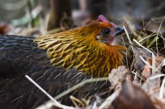 This is broody too, but not what I meant. Photo courtesy Google Images