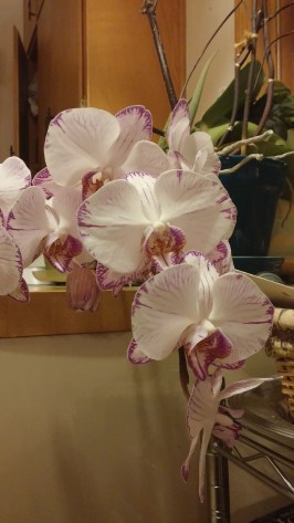 These orchids have defied my expectations - mostly because they thrive on my neglect!
