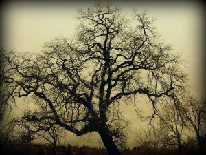 The Mighty Oak Tree